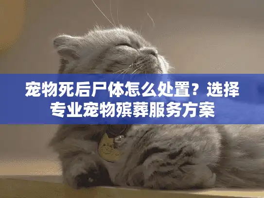 宠物死后尸体怎么处置？选择专业宠物殡葬服务方案