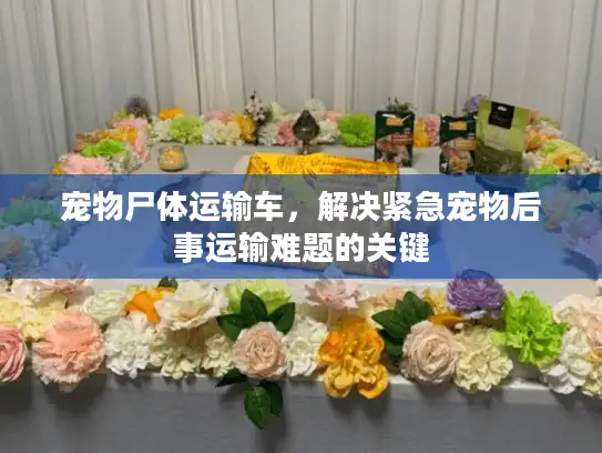 宠物尸体运输车，解决紧急宠物后事运输难题的关键