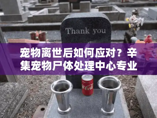 宠物离世后如何应对？辛集宠物尸体处理中心专业指导
