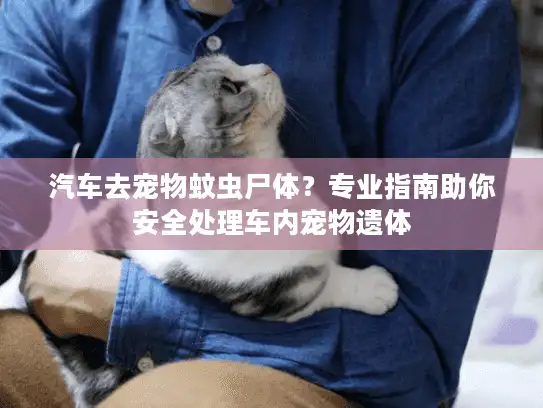 汽车去宠物蚊虫尸体？专业指南助你安全处理车内宠物遗体