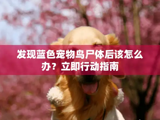 发现蓝色宠物鸟尸体后该怎么办？立即行动指南