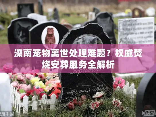 滦南宠物离世处理难题？权威焚烧安葬服务全解析