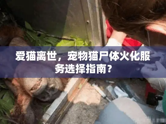 爱猫离世，宠物猫尸体火化服务选择指南？