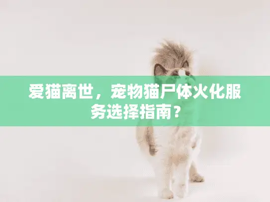 爱猫离世，宠物猫尸体火化服务选择指南？