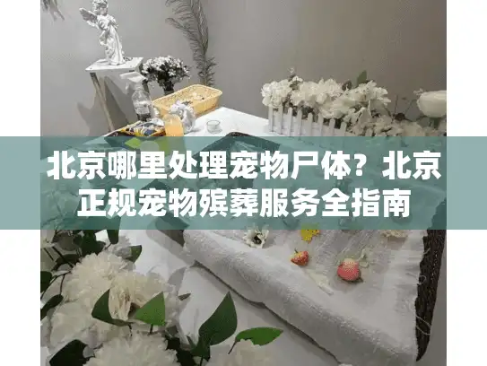 北京哪里处理宠物尸体？北京正规宠物殡葬服务全指南