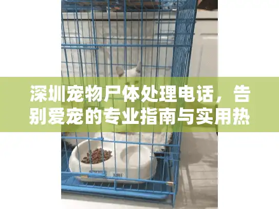 深圳宠物尸体处理电话，告别爱宠的专业指南与实用热线