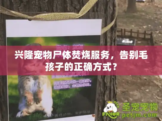 兴隆宠物尸体焚烧服务，告别毛孩子的正确方式？