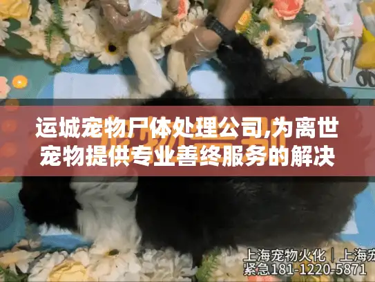 运城宠物尸体处理公司,为离世宠物提供专业善终服务的解决方案