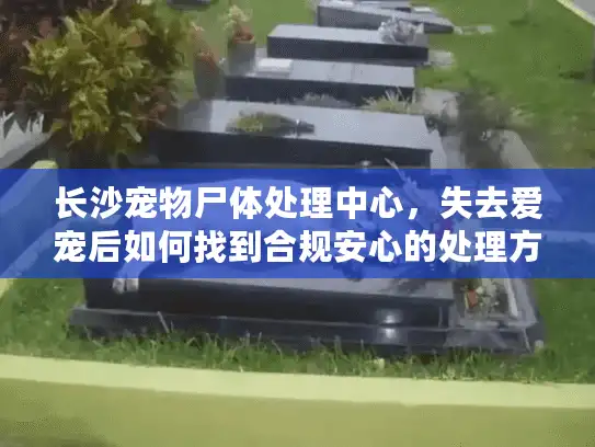 长沙宠物尸体处理中心，失去爱宠后如何找到合规安心的处理方式？