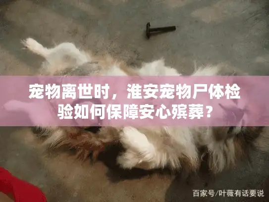 宠物离世时，淮安宠物尸体检验如何保障安心殡葬？