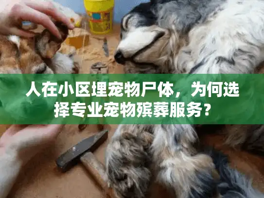 人在小区埋宠物尸体，为何选择专业宠物殡葬服务？