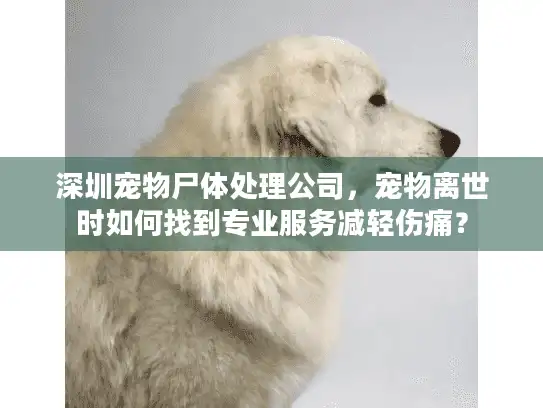 深圳宠物尸体处理公司，宠物离世时如何找到专业服务减轻伤痛？