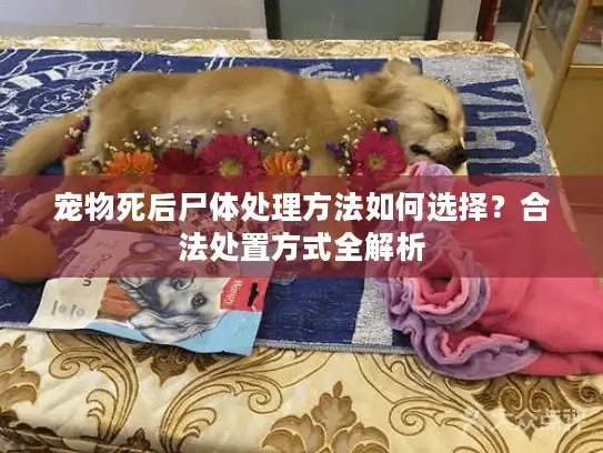 宠物死后尸体处理方法如何选择？合法处置方式全解析
