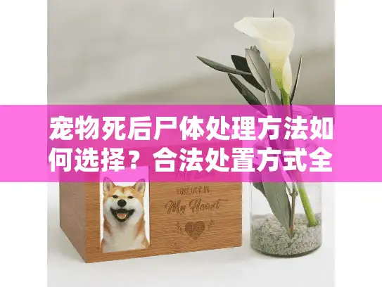 宠物死后尸体处理方法如何选择？合法处置方式全解析