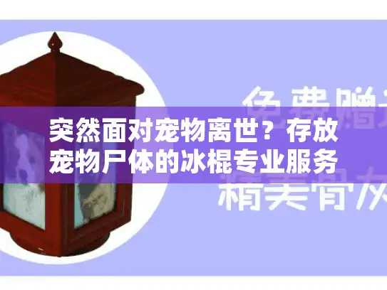 突然面对宠物离世？存放宠物尸体的冰棍专业服务全解析