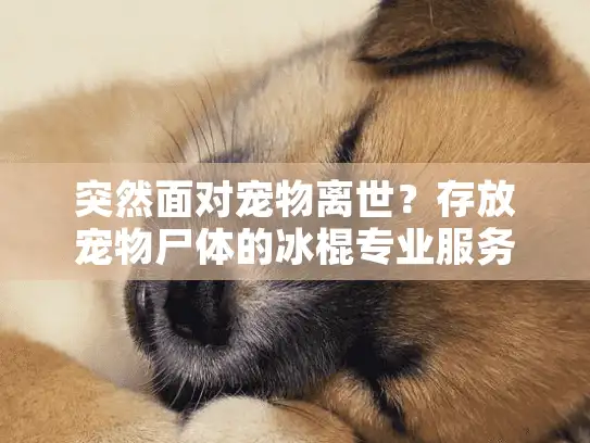 突然面对宠物离世？存放宠物尸体的冰棍专业服务全解析