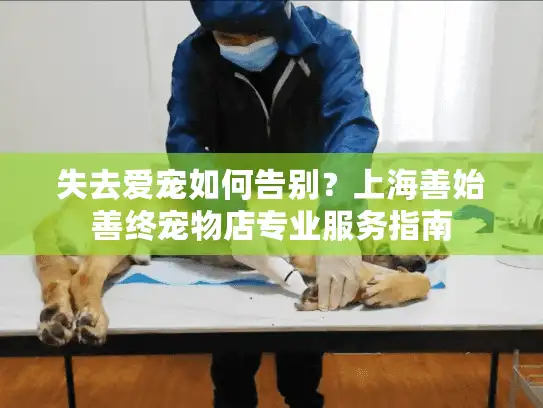 失去爱宠如何告别？上海善始善终宠物店专业服务指南
