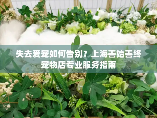 失去爱宠如何告别？上海善始善终宠物店专业服务指南