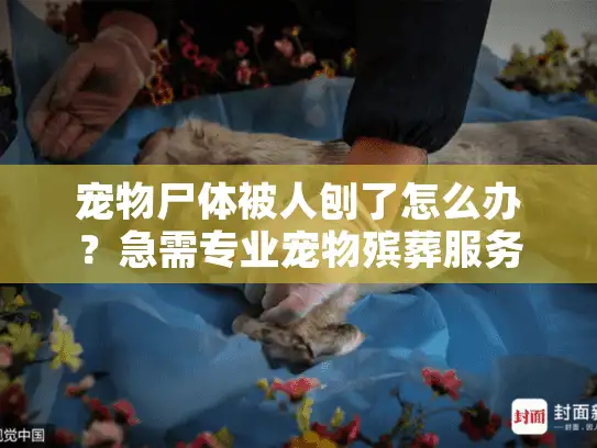 宠物尸体被人刨了怎么办？急需专业宠物殡葬服务指南