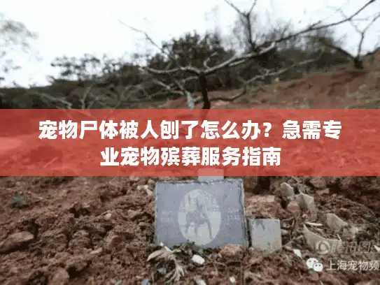 宠物尸体被人刨了怎么办？急需专业宠物殡葬服务指南