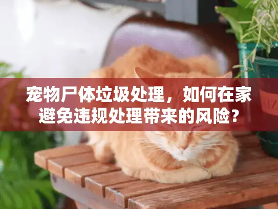 宠物尸体垃圾处理，如何在家避免违规处理带来的风险？