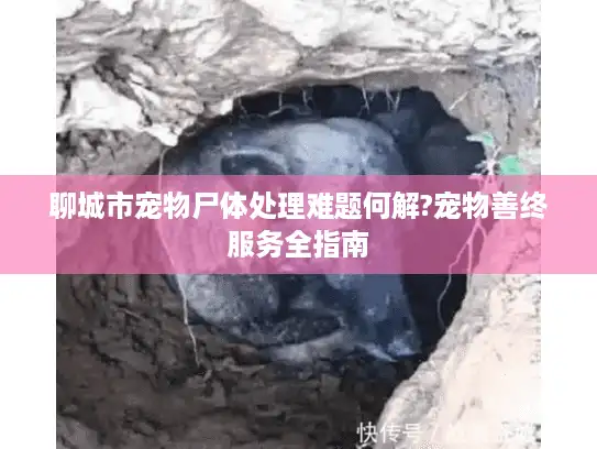聊城市宠物尸体处理难题何解?宠物善终服务全指南