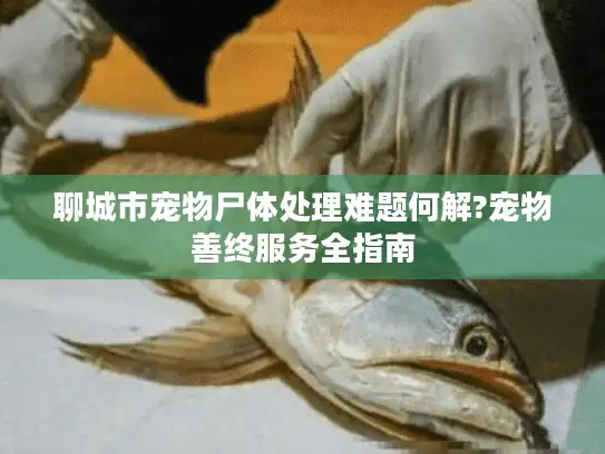 聊城市宠物尸体处理难题何解?宠物善终服务全指南