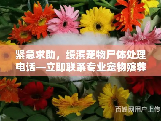 紧急求助，绥滨宠物尸体处理电话—立即联系专业宠物殡葬服务！