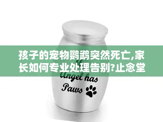 孩子的宠物鹦鹉突然死亡,家长如何专业处理告别?止念堂指南