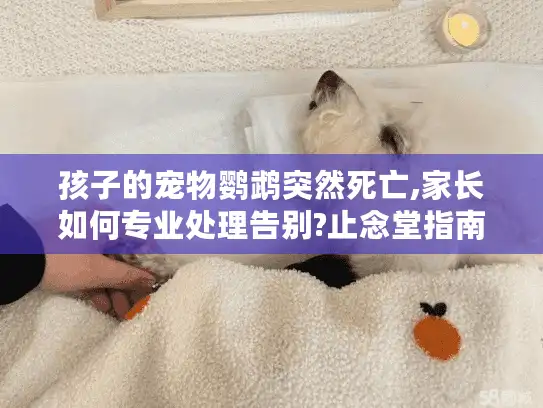 孩子的宠物鹦鹉突然死亡,家长如何专业处理告别?止念堂指南