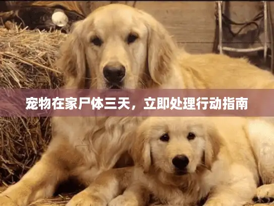 宠物在家尸体三天，立即处理行动指南