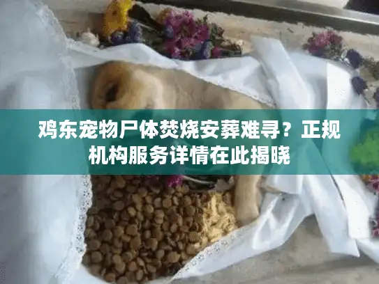 鸡东宠物尸体焚烧安葬难寻？正规机构服务详情在此揭晓