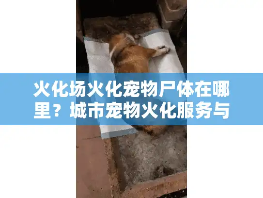 火化场火化宠物尸体在哪里？城市宠物火化服务与费用全解
