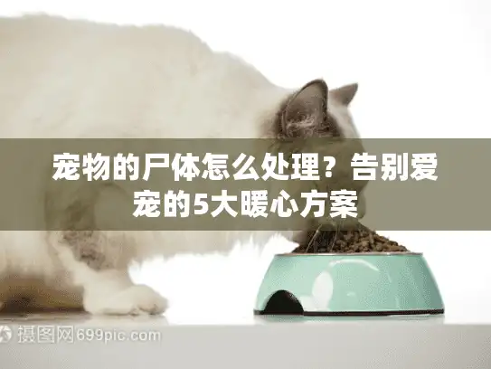 宠物的尸体怎么处理？告别爱宠的5大暖心方案