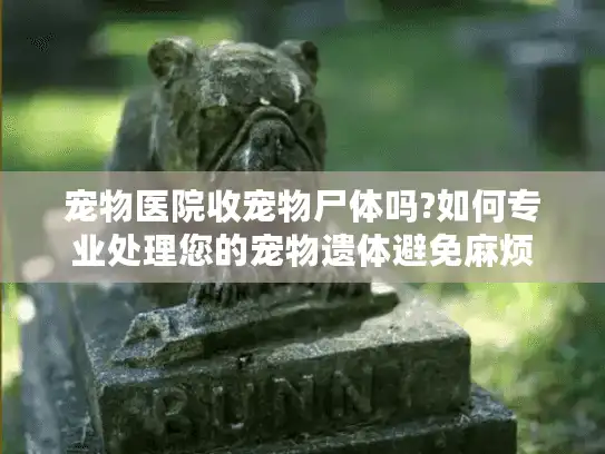 宠物医院收宠物尸体吗?如何专业处理您的宠物遗体避免麻烦