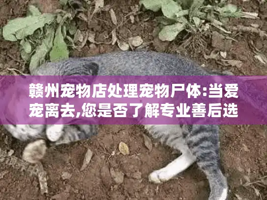赣州宠物店处理宠物尸体:当爱宠离去,您是否了解专业善后选择?