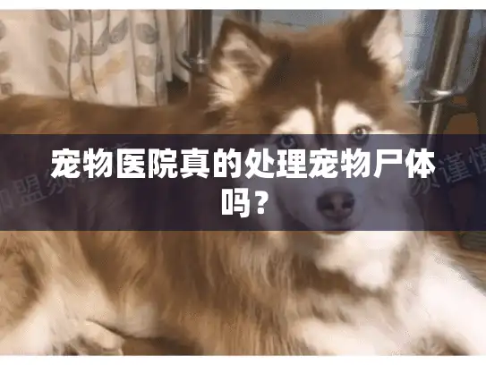 宠物医院真的处理宠物尸体吗？