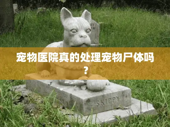 宠物医院真的处理宠物尸体吗？