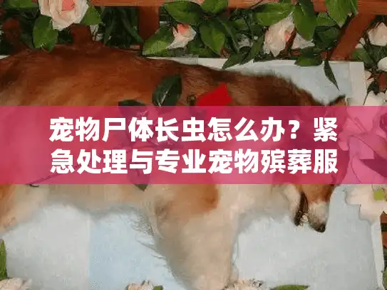 宠物尸体长虫怎么办？紧急处理与专业宠物殡葬服务指南