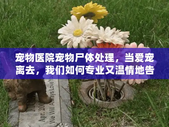 宠物医院宠物尸体处理，当爱宠离去，我们如何专业又温情地告别？