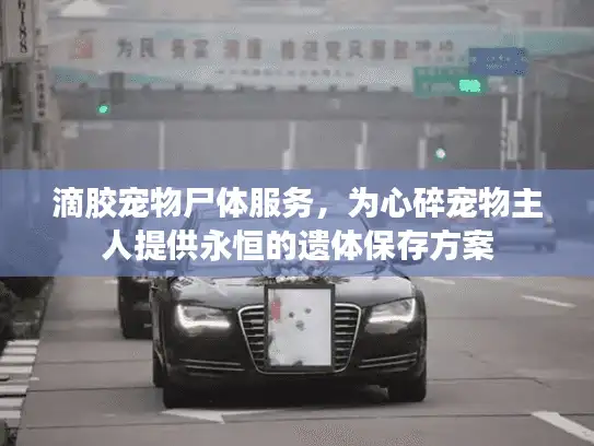 滴胶宠物尸体服务，为心碎宠物主人提供永恒的遗体保存方案