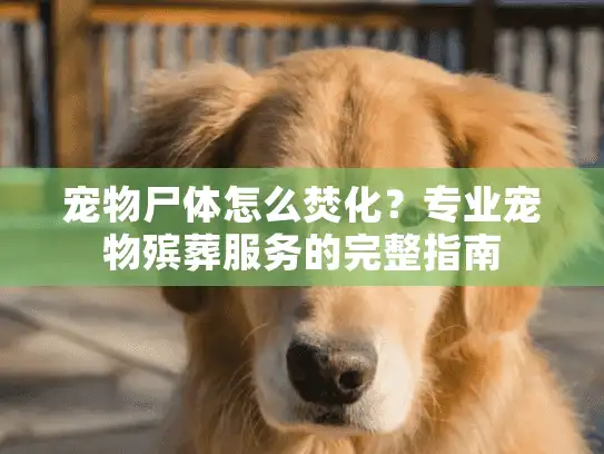 宠物尸体怎么焚化？专业宠物殡葬服务的完整指南
