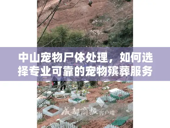 中山宠物尸体处理，如何选择专业可靠的宠物殡葬服务？