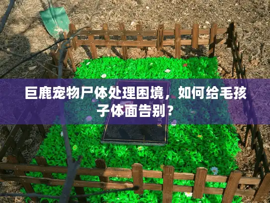 巨鹿宠物尸体处理困境，如何给毛孩子体面告别？