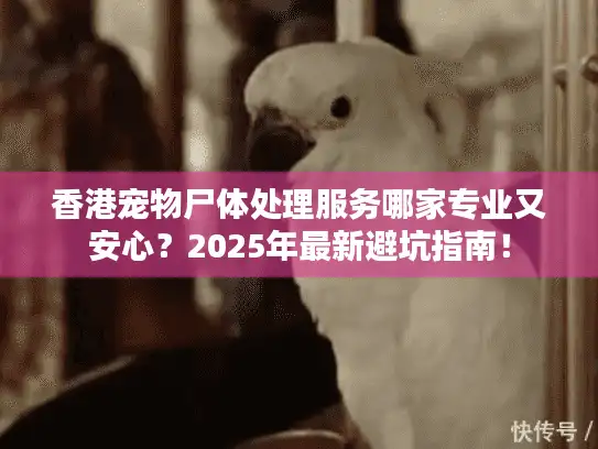 香港宠物尸体处理服务哪家专业又安心？2025年最新避坑指南！