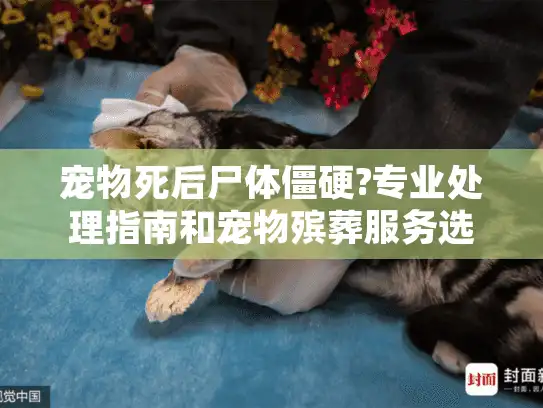 宠物死后尸体僵硬?专业处理指南和宠物殡葬服务选择