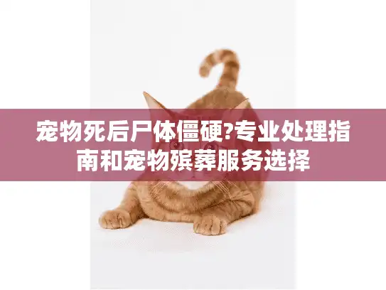 宠物死后尸体僵硬?专业处理指南和宠物殡葬服务选择