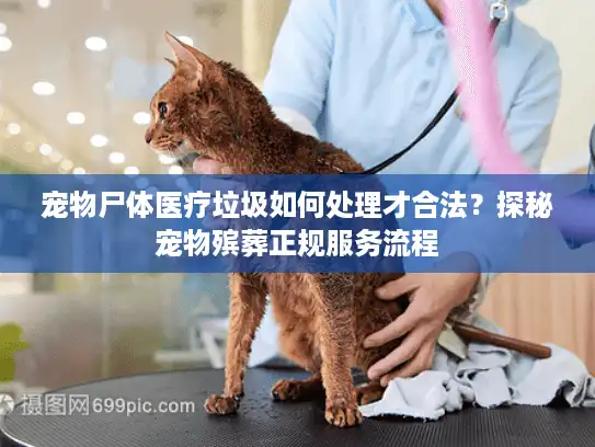 宠物尸体医疗垃圾如何处理才合法？探秘宠物殡葬正规服务流程