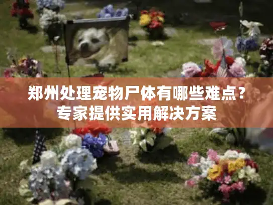 郑州处理宠物尸体有哪些难点？专家提供实用解决方案