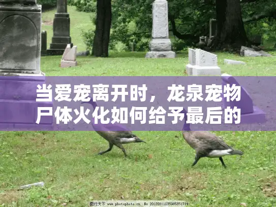 当爱宠离开时，龙泉宠物尸体火化如何给予最后的体面告别？